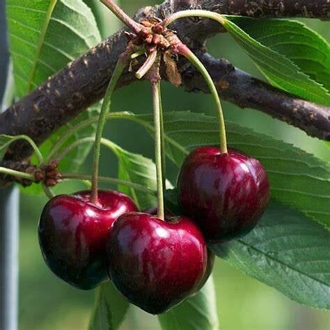 CERISIER BIGARREAU SUMMIT BIO en conteneur de C7L5 Prunus Avium, Fruit Picture, Still Life Fruit, Cherry Fruit, Fruit Photography, Fruit Flowers, Abstract Floral Art, Beautiful Fruits, Fruit Cocktails