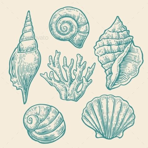 Seashell Drawing, Seashell Illustration, Shell Drawing, Shell Tattoos, Backgrounds Vintage, Sea Drawing, Sea Tattoo, Engraving Illustration, Painted Shells