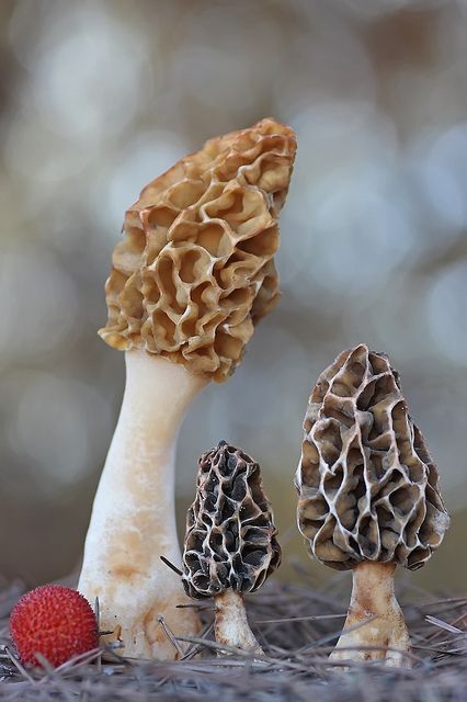 Morel Mushrooms, Lichen Moss, Mushroom Pictures, Slime Mould, Plant Fungus, Morel Mushroom, Mushroom Hunting, Mushroom Fungi, Wild Edibles