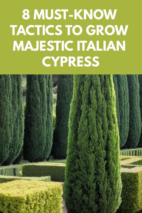 Discover the secrets of growing Italian Cypress with our comprehensive guide. Learn how to care for these elegant trees to create a stunning focal point in your garden. From planting tips to pruning techniques, we've got you covered. Elevate your landscaping with the beauty of Italian Cypress and enhance the ambiance of your outdoor space. Whether you're a seasoned gardener or just starting out, our expert advice will help you nurture these graceful trees effectively. Italian Cypress Front Of House, Italian Cypress Trees Landscaping, Italian Cypress Landscaping, Cypress Trees Landscape, Fig Tree Garden, Italian Landscaping, Cyprus Trees, Italian Cypress Trees, Lemon Cypress