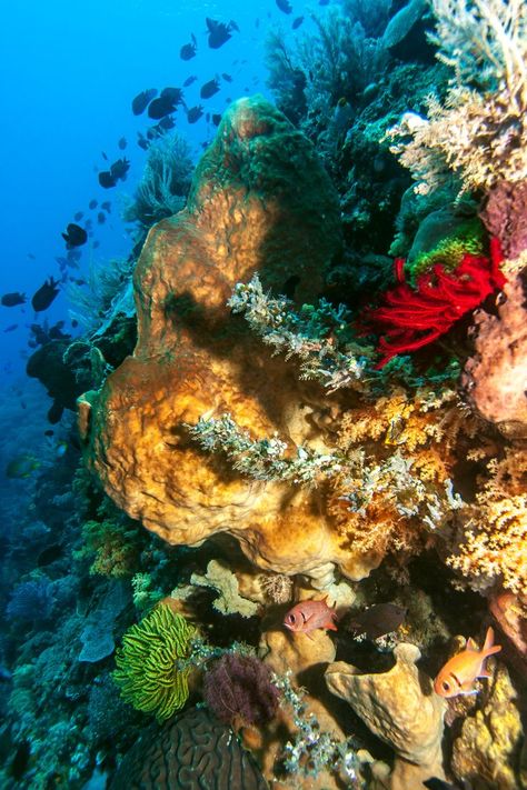 Bunaken National Park, Sulawesi: Be Fascinated By An Underwater Eden North Sulawesi, Flower Festival, Annual Flowers, Tourist Destinations, Snorkeling, Eden, National Park, National Parks, Indonesia