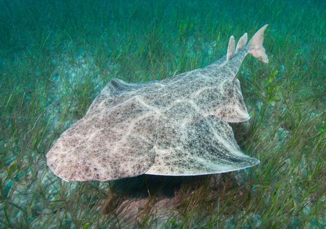 Power, majesty, wonder: the startling world of sharks – in pictures Angel Shark, Grey Reef Shark, Ocean Ecosystem, Types Of Sharks, Species Of Sharks, Small Shark, Mako Shark, Reef Shark, Science Activities For Kids