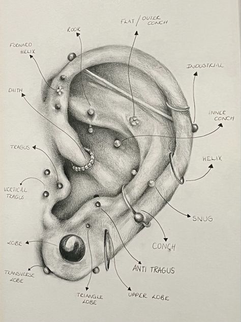 Ear Piercing Anatomy Chart, All Body Piercings, Piercings Ear Chart Names, Ear Piercing Anatomy, Types Of Piercings Ears, Facial Piercings Ideas, Ear Piercing Drawing, Piercing Ear Chart, Facial Piercings Chart