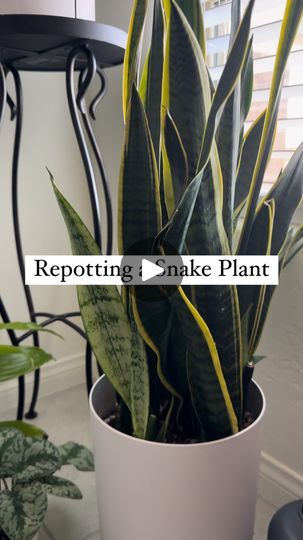 2.9K views · 1K reactions | Two months ago, we repotted this Snake Plant into a Drain Drawer Pot. The Snake Plant had basically no growth for a year while in its earlier clay container, and the drip tray for the original container kept overflowing during waterings. After repotting—and to no surprise—we already have new pups sprouting just a month after repotting into a Drain Drawer Pot! 🪴
 
Materials Used:
✔️ Drain Drawer Pot, white
✔️ 1 @solsoils Chunky Mix
 
This video holds a special place in our hearts because it’s the last repotting video we had with our own pup, Stella. She’s missed so much. Give your fur and plant babies extra love today! 🤍

#Plants #Repotting #IndoorPlants #SmallBusiness #PlantParent #PlantLover | Drain Drawer Pots Inc. | draindrawerpots · Original audio Snake Plant Propagation, Snake Plants, Plant Propagation, Yard Project, Drip Tray, Propagating Plants, The Snake, Snake Plant, Garden And Yard