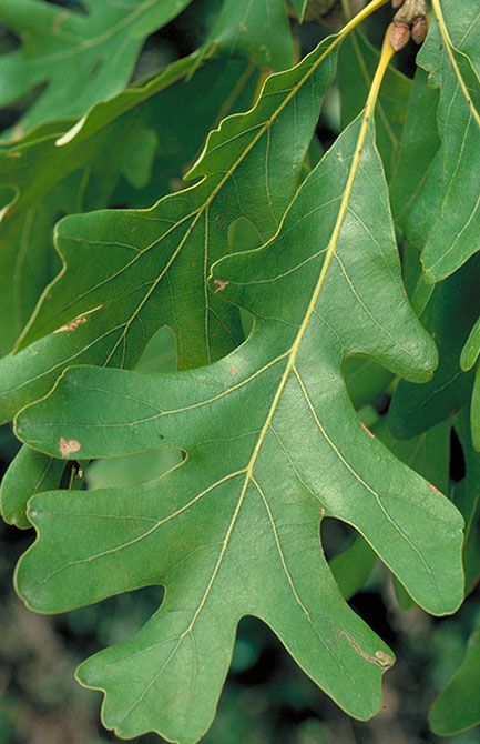 Broccoli Orzo, Quercus Alba, White Oak Leaf, White Oak Tree, Botanical Collection, Oak Leaves, Oak Leaf, Tree Leaves, Oak Tree