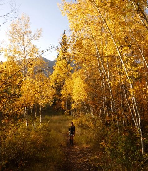 Gunnison National Forest | Raven About The Parks | Raven About The Forests Rio Grande National Forest, Monument Colorado, Colorado National Monument, Maroon Bells, Bureau Of Land Management, White River, Crested Butte, Aspen Trees, Scenic Byway