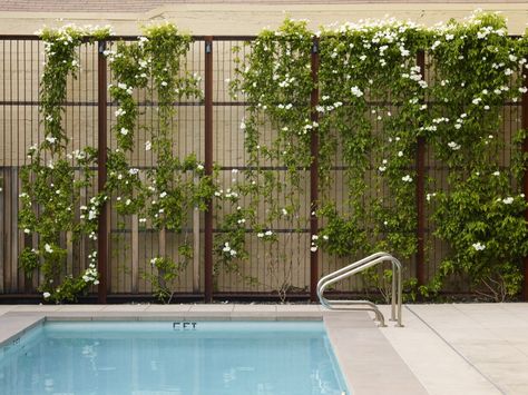 Water Sculpture, Green Fence, Garden Vines, Wooden Pergola, Covered Pergola, Patio Roof, Patio Interior, Pergola Kits, Diy Pergola