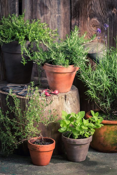 Starting An Herb Garden, Outdoor Herb Garden, Herb Containers, Dream Shower, Sprouting Seeds, Herbs Indoors, Growing Seeds, Garden Tips, Italian Summer