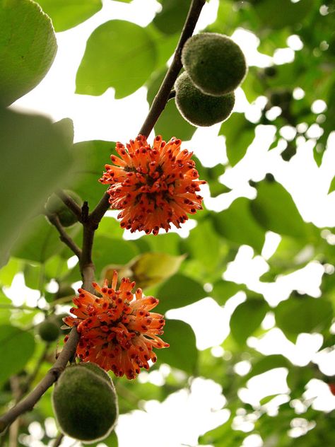 close to Melrose! Mulberry Trees, Paper Mulberry, Matthew 17, Kraft Paper Wrapping, Mulberry Tree, Pacific Islands, Tree Care, Make Paper, Large Plants