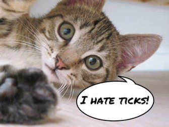 Picture of What Do You Do to Prevent Ticks on Your Cat/dog? Ticks On Cats, Get Rid Of Ticks, Natural Tick Repellent, Flea Remedies, Flea Repellent, Flea And Tick Spray, Tick Spray, Ticks On Dogs, Tick Repellent