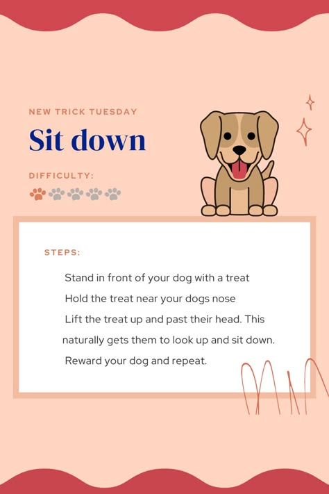 Teach Dog To Sit, How To Teach A Puppy To Sit, Puppy Schedule, Teach Dog Tricks, Puppy Training Schedule, Puppy School, Puppy Time, Dog Commands, Positive Dog Training