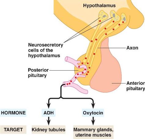 Posterior pituitary hormone secretion Antidiuretic Hormone, Anterior Pituitary, Mammary Gland, Pituitary Gland, Nursing Baby, Anatomy And Physiology, Medical School, Anatomy, Medical