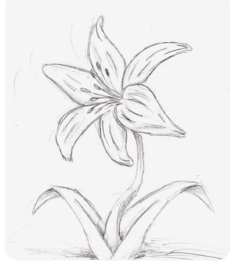 Summer Sketches, Orchid Drawing, Tulip Drawing, Lilies Drawing, Drawings Of Flowers, Flower Art Drawing, Cool Pencil Drawings, Flower Sketches, Easy Doodle Art