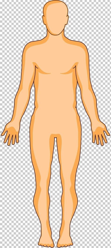 Human Body Organs Anatomy, Skeletal Muscle Anatomy, Body Anatomy Organs, Human Body Organ System, Human Body Bones, Human Body Muscles, Human Body Diagram, Body Muscle Anatomy, Body Png