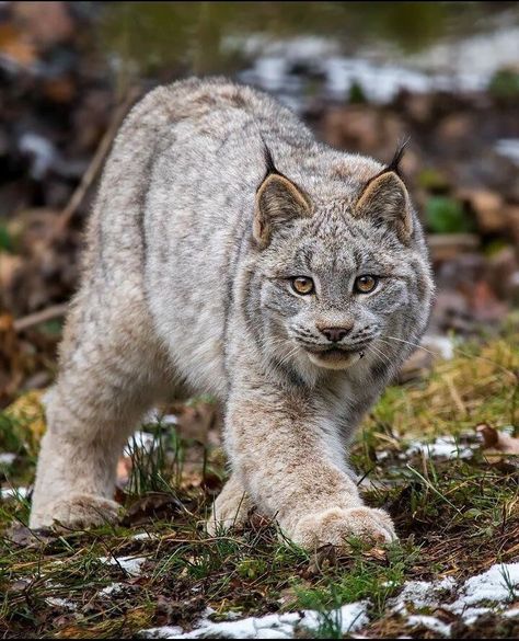 Funny Cats In Water, Canadian Cat, Canadian Animals, Rare Cats, Arte Animal, Snow Leopard, Cats Love, Lynx, Beautiful Cats