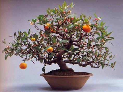 bonsai orange tree Bonsai Orange Tree, Bonsai Azalea, How To Grow Bonsai, Wisteria Bonsai, Bonsai Fruit Tree, Mandarin Tree, Bonsai Tree Care, Citrus Plant, Indoor Bonsai Tree