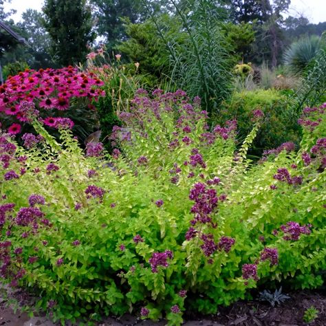 A Tasty Treat Oregano Plant, Origanum Vulgare, Drops Of Jupiter, Beautiful Plants, Annual Flowers, Botanic Garden, Landscaping Plants, Amazing Flowers, Oregano