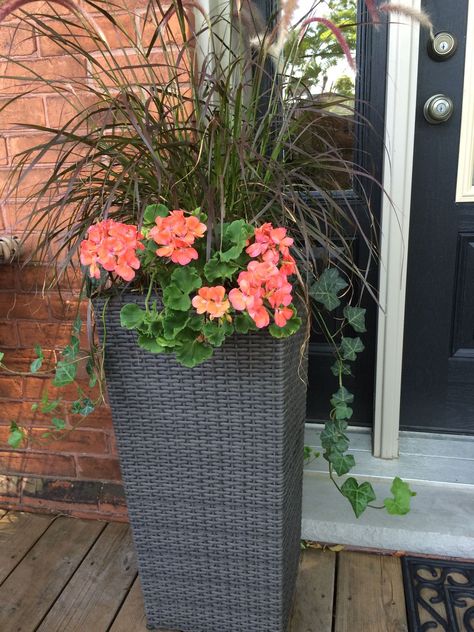 Coral Geraniums In Pots, Purple Fountain Grass Container Planters, Small Family Bathroom, Beautiful Small Bathroom Ideas, Plants For Planters, Patio Flowers, Porch Flowers, Fountain Grass, Potted Plants Outdoor