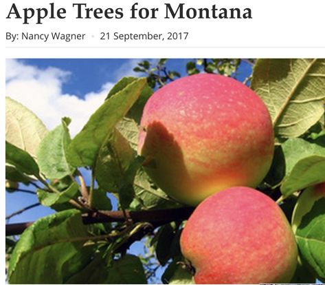 Montana Gardening, Montana Landscaping, Montana Backyard, Drought Resistant Trees, Apple Images, Drought Tolerant Landscape, Coops Diy, Fruit Displays, Apple Varieties