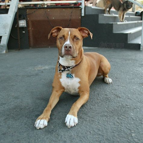 Rio Alexander, Pitbull/ Boxer Mix (3 y/o), Quartyard ▪ "He's a rescue from @lastdaydogs where they save dogs who are scheduled to be euthanized. It was his mom they saved and later found out she was pregnant with his 7 other siblings. We've had him since he was 8 weeks." Boxer And Pitbull Mix Dogs, Boxer Pitbull Mix Dogs, Pitbull Boxer Mix Dogs, Pitbull Lab Mix, Pitbull Boxer Mix, Cute Pitbull Puppies, White Pitbull, Pitbull Boxer, Animal Photography Wildlife