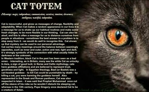 Cat Totem, I Go Crazy, Best Answer, Spirit Guides, Spell Book, Sweet Animals, Love And Light, Book Of Shadows, Spirit Animal