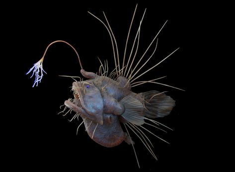 Angler Fish Photography, Dnd Worldbuilding, Angler Fish Tattoo, Ocean Planet, Fish Photography, Bathroom Painting, Creepy Monster, Deep Sea Creatures, Sea Photography