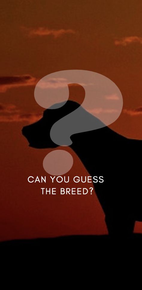 Guess the Dog Breed! Dog Breed Quiz, Glen Of Imaal Terrier, Dandie Dinmont Terrier, American Water Spaniel, Welsh Springer Spaniel, Ibizan Hound, Norwegian Elkhound, Kerry Blue Terrier, Australian Terrier