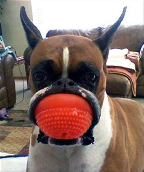 Boxer Dog with ball in mouth Boxer And Baby, Dog White, Boxer (dog), Boxer Love, Boxer Puppies, Love My Dog, Sweet Dogs, The Funny, Boxer Dogs