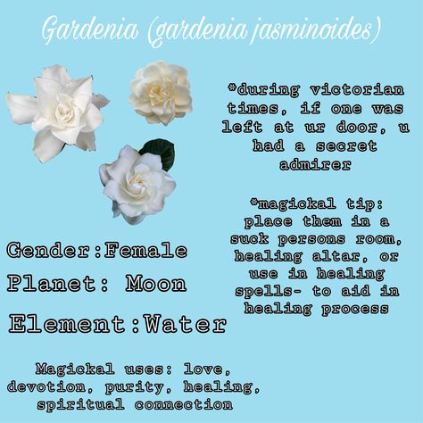 Moon Spells, Hit Girls, Secret Admirer, Flower Diy, Flower Diy Crafts, Healing Process, Gender Female, Meant To Be, Healing