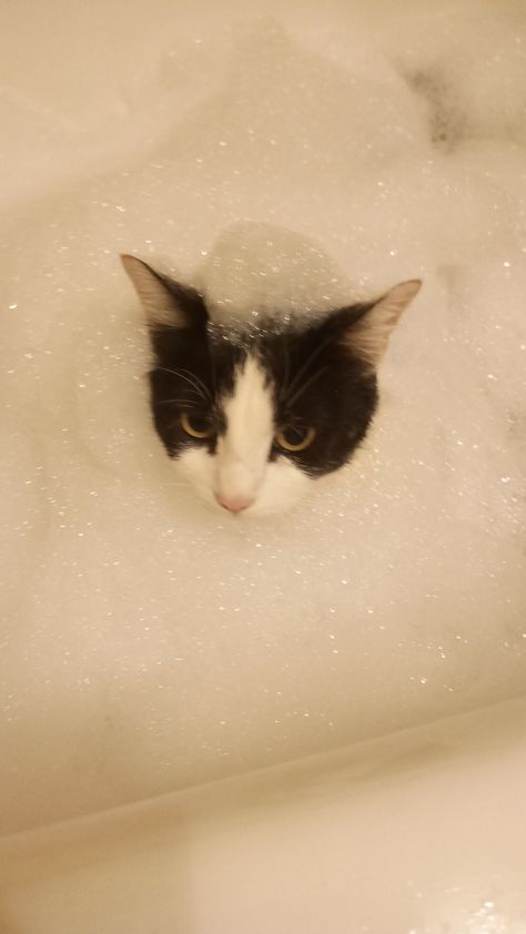 Cat Skincare, Cat In Bath, Bath Aesthetic, Cat Shampoo, Cat Skin, Cat Bath, Painting Inspo, Skin Allergies, Fluffy Cat