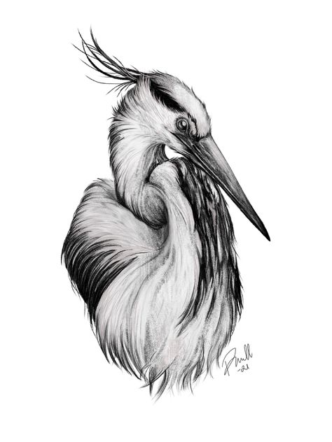 Ibis Bird Drawing, Heron Tattoo Design, Crane Sketch, Pelican Tattoo, Crane Drawing, Heron Tattoo, First Tattoo Ideas, Baby Tattoo Designs, Petit Tattoo