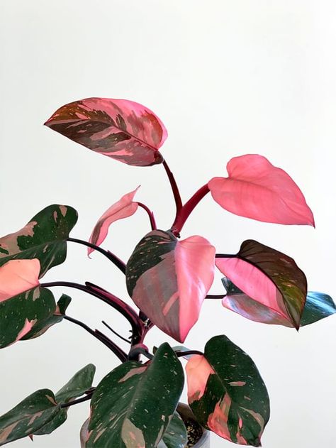 Plante Monstera, Pink Princess Philodendron, Princess Philodendron, Oxalis Triangularis, Philodendron Pink Princess, Wholesale Plants, Philodendron Plant, Ficus Elastica, Indoor Plant Care