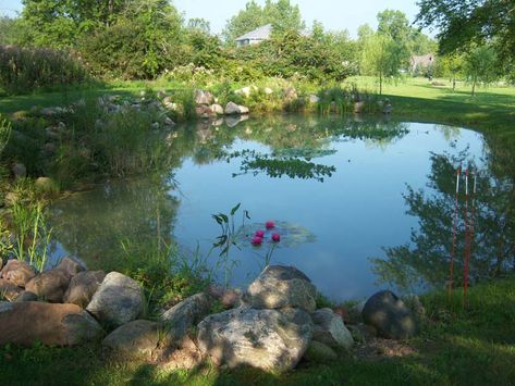 View of our natural Pond Farmhouse With Pond, Wildlife Pond, Swimming Ponds, Building A Pond, Natural Swimming Ponds, Fountains Backyard, Swimming Pond, Pond Landscaping, Natural Pond