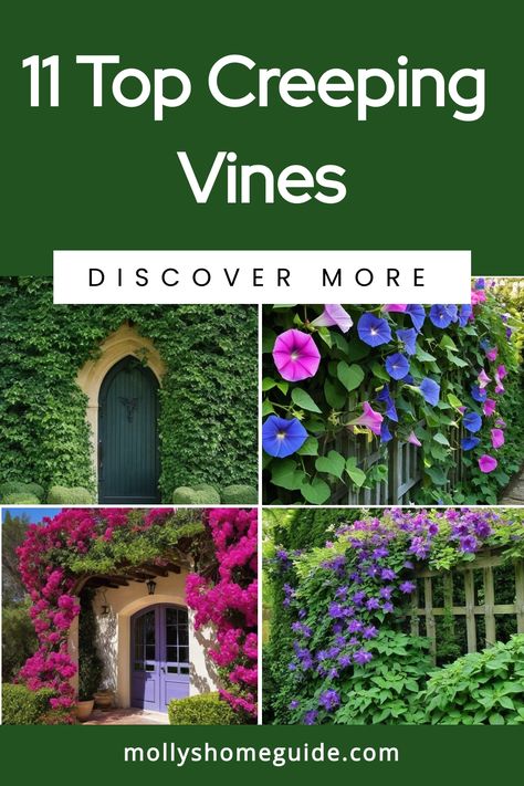 Discover the best creeping vines to elevate your outdoor space effortlessly. From fast-growing creepers like Creeping Virginia and Creeping Jasmine to lush Climbing Vines such as Creeping Fig Vine, there are options for every garden enthusiast. Create a stunning landscape with Drought-Tolerant Ground Cover Plants that not only look beautiful but also require minimal maintenance. Climbing Evergreen Plants, Creeping Jasmine, Fast Growing Vines Climbing, Creeping Fig Vine, Fig Vine, Fast Growing Vines, Creepers Plants, Creeping Vines, Creeping Fig