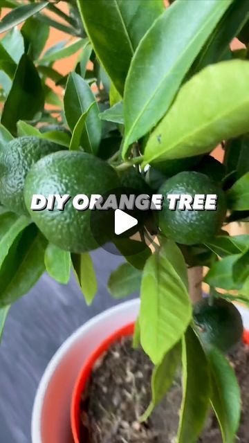 Armen Adamjan on Instagram: "How to grow your own Orange tree! 🍊 . . . . #orange #oranges #fruit #lifehacks #diy #howto #kitchenhacks #recycle #upcycle #hacks #tipsandtricks #lifestyle #vegan #healthyfood" Mini Orange Tree, Bonsai Orange Tree, Upcycle Hacks, Oranges Fruit, Tree Orange, Avant Garden, Baby Orange, Orange Plant, Growing Fruit