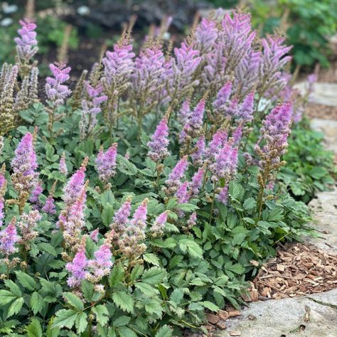 Astilbe chinensis 'Pumila' - Midwest Groundcovers, LLC Astilbe Chinensis, Rabbit Resistant Plants, Alchemilla Mollis, Edging Plants, Lady's Mantle, Perennial Border, Shade Perennials, Plant Images, Leaf Texture