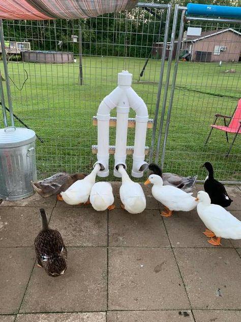 Duck Cage Ideas Outdoor, Walk In Duck Coop, Duck Housing Ideas, Geese Coop Ideas, Duck Farming Ideas, Cute Duck House, Diy Duck House Plans, Duck Feeder Ideas, Duck Coop And Run