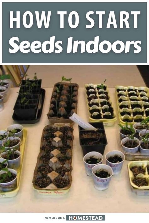 How To Start Seeds Inside, Indoor Seed Planting, Start Garden Indoors, Starting Veggies From Seeds, Planting A Garden From Seeds, Seeds Indoors Starting, Growing Herbs From Seeds Indoors, How To Start Tomato Seeds Indoors, Starting A Garden From Seeds