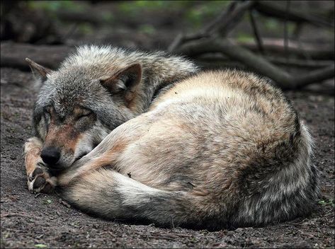 sleeping wolf | Posted By: B.Candleforth Sleeping Wolf, Wolf Poses, Baby Wolves, Wolf Husky, Sleeping Animals, Wolf Images, Deer Hunting Blinds, Red Wolf, Wolf Pictures