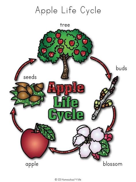 🍎 FREE Apple Life Cycle Printable Worksheets Apple Tree Life Cycle, Life Cycle Of An Apple, Life Cycle Worksheet, Tree Life Cycle, Apple Life Cycle, Tree Buds, Apple Records, Life Cycles Activities, Apple Preschool