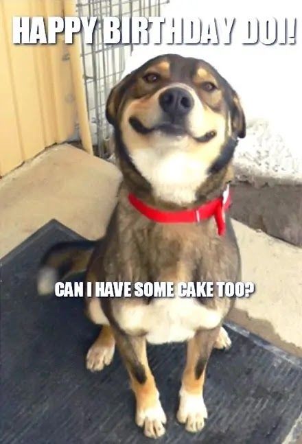 100+ Happy Birthday Dog Images & Gifs of 2022 | The Birthday Best Happy Birthday Dog Meme, Happy Birthday Dog Lover, Happy Birthday Dogs, Birthday Meme Dog, Dog Birthday Quotes, Dog Birthday Wishes, Happy Birthday Puppy, Happy Birthday Animals, Humor Birthday