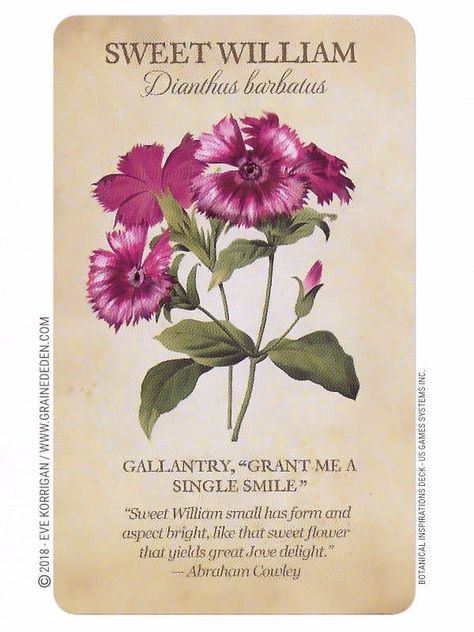 Flower Dictionary, Sweet William, Flower Guide, Flower Meanings, Victorian Flowers, Oracle Deck, Flower Names, Language Of Flowers, Flower Quotes