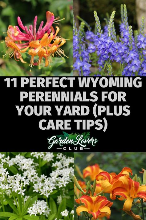 Wyoming is a beautiful state with many different unique plants and unique natural elements that make it a great place to live. If you are interested in making your yard as attractive as possible, you may want to consider buying some perennials. Wyoming Garden Ideas, Gardening In Wyoming, Wyoming Landscaping, Wyoming Gardening, Wyoming Flowers, Wyoming Landscape Ideas, Best Perennials For Shade, Wyoming Landscape, Perennial Garden Plans