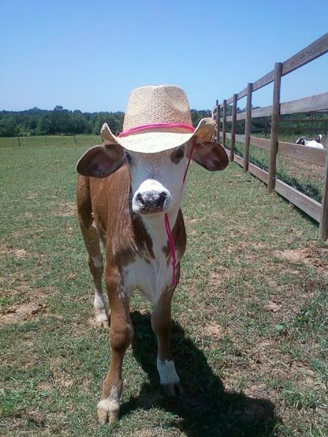 ...Flower Cow Wearing Cowboy Hat, Cutest Cows, Pet Cows, Cattle Farm, Drawing Things, Cow Pictures, Cattle Farming, Petting Zoo, Cow Painting