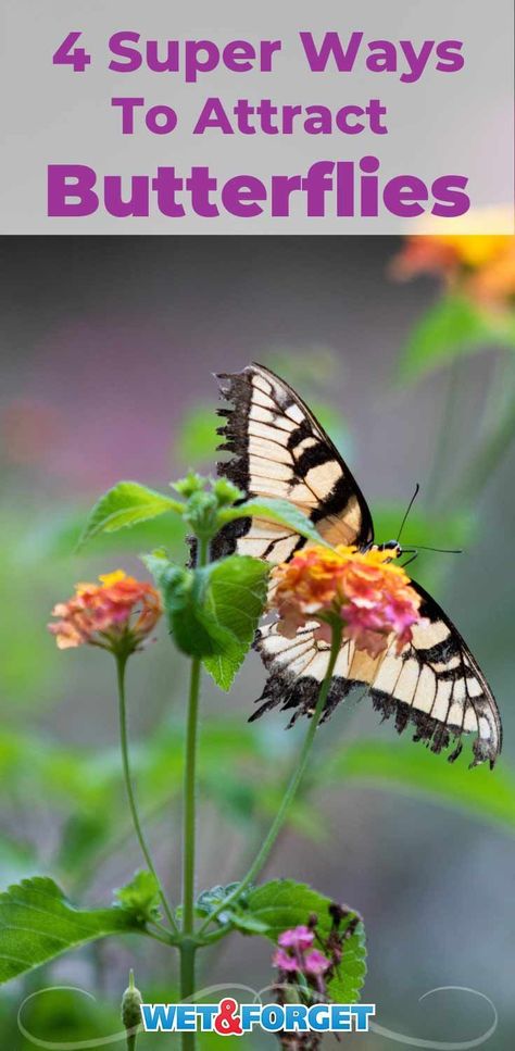 Check out these 4 super ways to attract butterflies to your garden! Butterfly Food, Butterfly Feeders, Attracting Butterflies, Butterfly Feeder, Spring Ahead, Baby Food Jars, Butterfly House, Butterfly Bush, Attract Butterflies