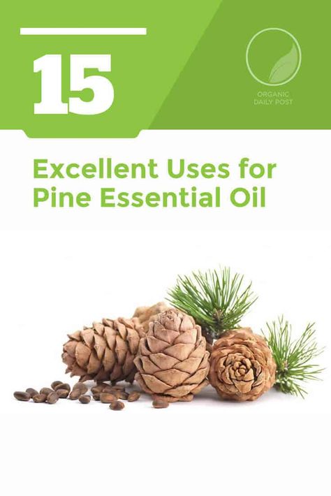 Pine just smells so good; your mood is instantly improved. But pine oil actually has many other excellent uses, too. It is anti-fungal, anti-inflammatory, antibacterial, analgesic, antiseptic, highly aromatic, diuretic and energizing. You will not believe all of the wonderful health benefits of the fantastic natural remedy pine essential oil. #pineoil #pineessentialoil #essentialoils #naturalliving Diy Herbal Remedies, Pine Essential Oil, Natural Oils For Skin, Natural Teething Remedies, Health Savings Account, Healing Recipes, Essential Oils For Sleep, Organic Remedy, Eating Organic