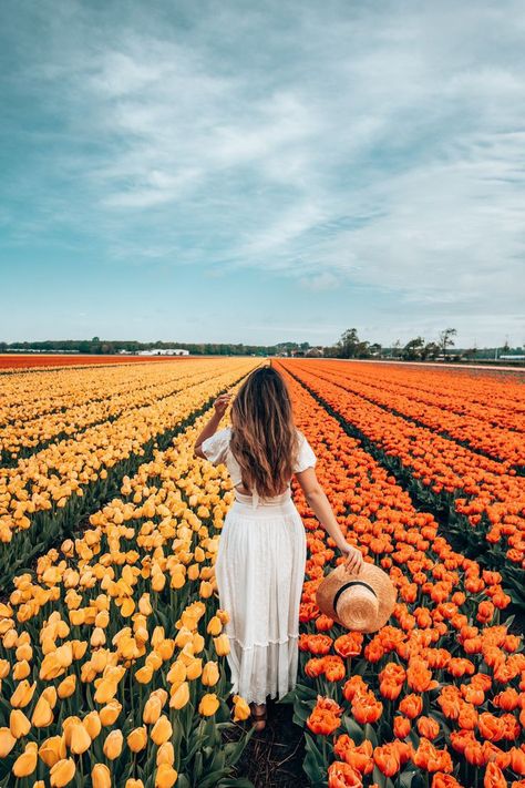 Tulip Season, Coastal Wallpaper, Spring Photoshoot, Flower Photoshoot, Tulip Festival, Tulips Garden, Tulip Fields, Garden Photography, Spring Aesthetic