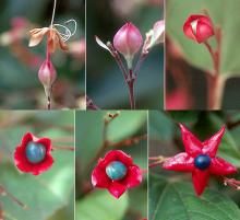 Harlequin Glorybower, Clerodendrum Trichotomum, Plant Care Tips, Future Garden, Landscape Plants, Plant Fungus, Oregon State University, Oregon State, Landscaping Plants