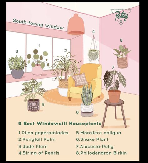 Home Plant Design, Direct Sun Houseplants, East Facing Window Plants, South Facing Window Plants, Indoor Plant Window, Plants For South Facing Windows, Dorm Garden, Plant Windowsill, Plants Windowsill