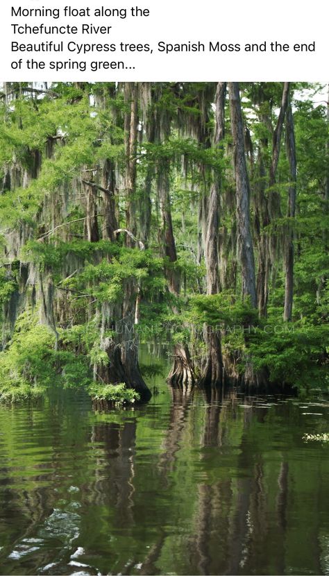 Swamp Paintings, Louisiana Swamp, Pond Waterfall, Pirate Art, Cypress Trees, Spanish Moss, Spring Green, Enchanted Forest, Mother Earth